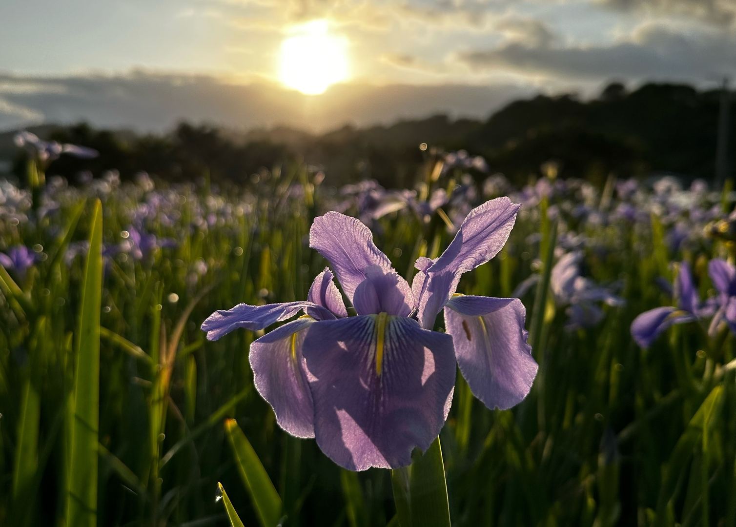 大宜味村の風景